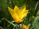 Tulipa clusiana Chrysantha (2013, Apr.19)