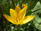 Tulipa clusiana Chrysantha (2013, Apr.19)