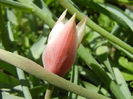 Tulipa Peppermint Stick (2013, April 19)