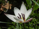 Tulipa Peppermint Stick (2013, April 19)