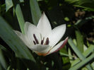 Tulipa Peppermint Stick (2013, April 19)