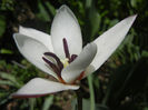 Tulipa Peppermint Stick (2013, April 19)