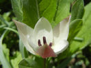 Tulipa Peppermint Stick (2013, April 19)
