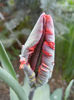 Tulipa Bastogne Parrot (2013, April 18)