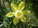 Narcissus Pipit (2013, April 19)