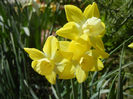 Narcissus Pipit (2013, April 19)