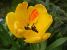 Tulipa Orange Bowl (2013, April 19)