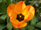 Tulipa Orange Bowl (2013, April 19)