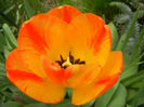 Tulipa Orange Bowl (2013, April 19)