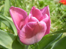 Tulipa Maytime (2013, April 19)