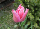 Tulipa Maytime (2013, April 19)