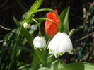 Leucojum aestivum (2013, April 19)