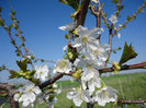 Cires-19.04.2013