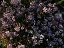 phlox subulata