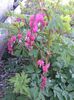 Dicentra roz 10 Lei -Lacrimile Maicii Domnului