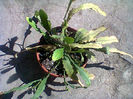 Fotogr.0843