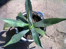 agava