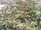DSCN8142_3613