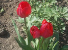 DSCN8129_3600