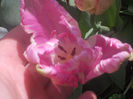 DSCN8140_3611