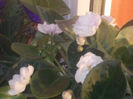 DSCN8157_3628