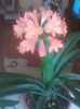 clivia