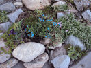 phlox cu lithodora