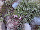 phlox subulata