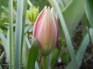 Tulipa Little Beauty (2013, April 19)