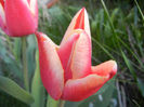 Tulipa Leen van der Mark (2013, April 19)