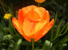 Tulipa Orange Bowl (2013, April 19)