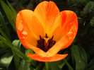 Tulipa Orange Bowl (2013, April 19)