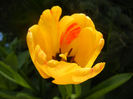 Tulipa Orange Bowl (2013, April 19)
