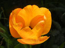 Tulipa Orange Bowl (2013, April 19)