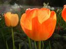 Tulipa Orange Bowl (2013, April 19)