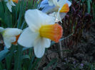 DSCN4037