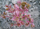 DSCN4127