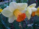 DSCN4129