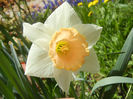 Narcissus Salome (2013, April 19)