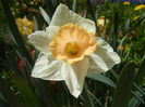 Narcissus Salome (2013, April 19)