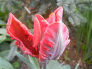 Tulipa Bastogne Parrot (2013, April 19)