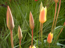 Tulipa clusiana Chrysantha (2013, Apr.19)