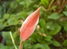 Tulipa Peppermint Stick (2013, April 19)