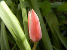 Tulipa Peppermint Stick (2013, April 19)