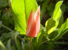 Tulipa Peppermint Stick (2013, April 19)
