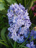 Hyacinth Isabelle (2013, April 19)