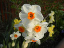Narcissus Geranium (2013, April 19)