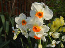 Narcissus Geranium (2013, April 19)