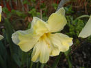 Narcissus Cassata (2013, April 19)