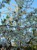 DSCN7105